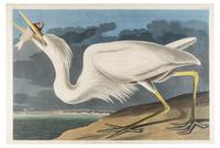 AUDUBON, John James (1785-1851) Great White Heron (Plate CCLXXI) Ardea herodius