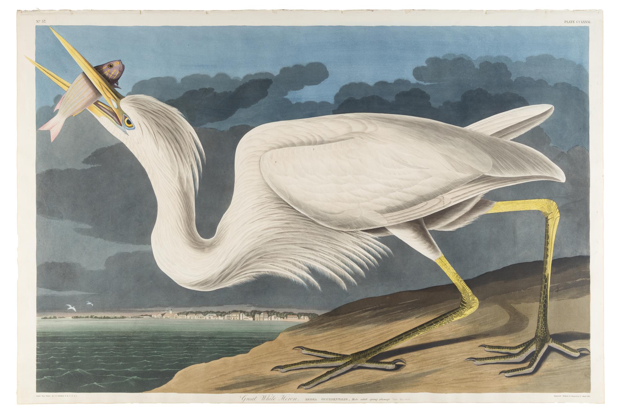 AUDUBON, John James (1785-1851) Great White Heron (Plate CCLXXI) Ardea herodius