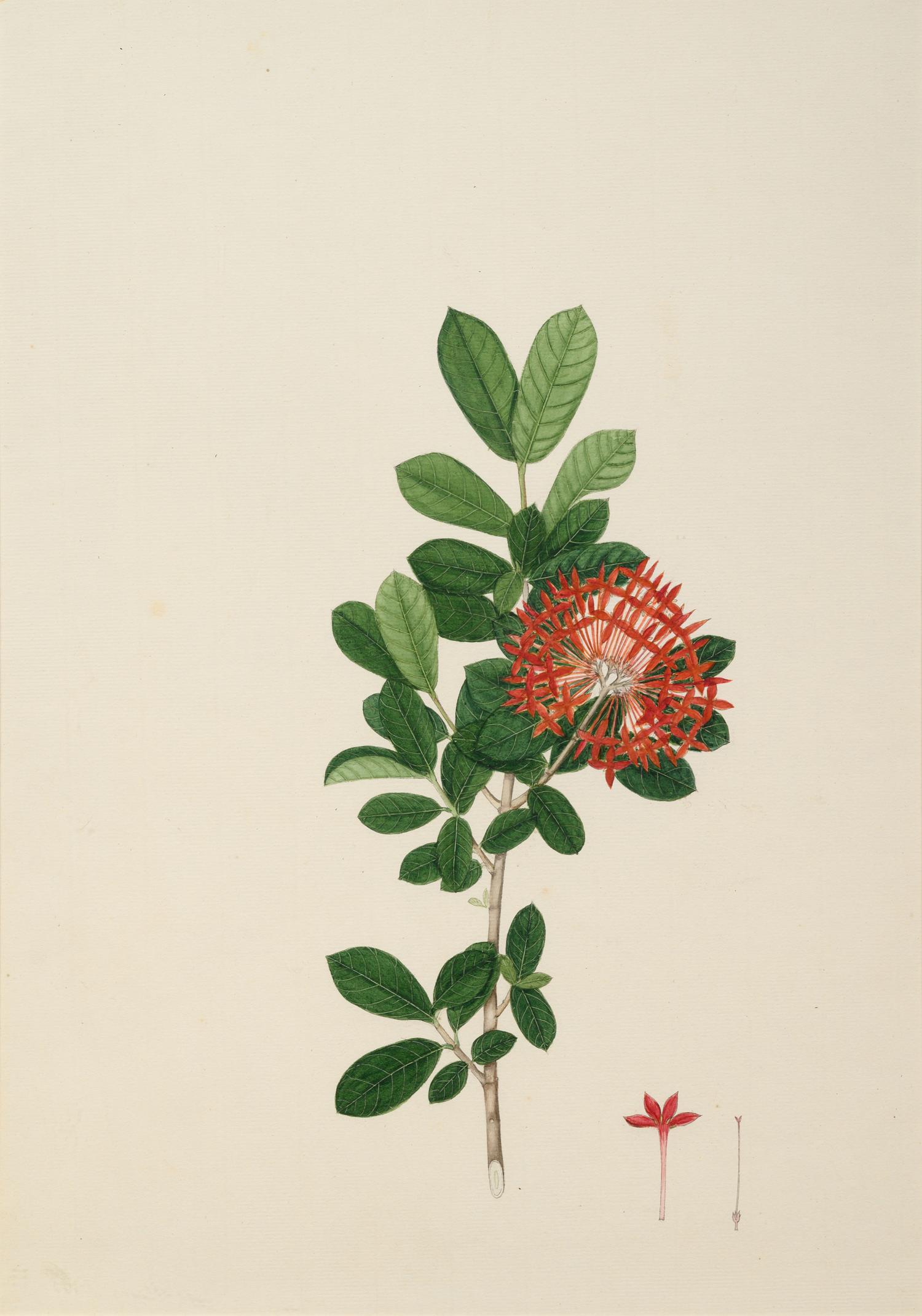 A Set of Six Botanical Artworks