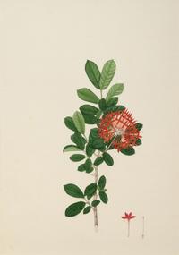 A Set of Six Botanical Artworks