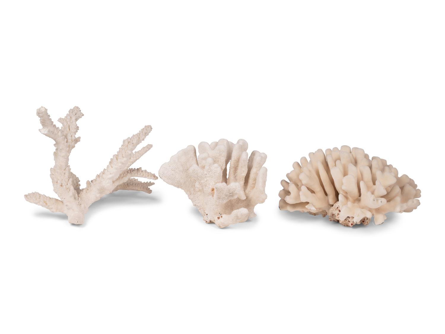 A Collection of Three White Coral Specimens