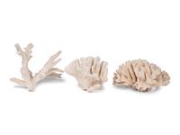 A Collection of Three White Coral Specimens