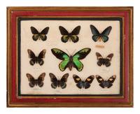 Three Framed Groups of Lepidopterological Specimens