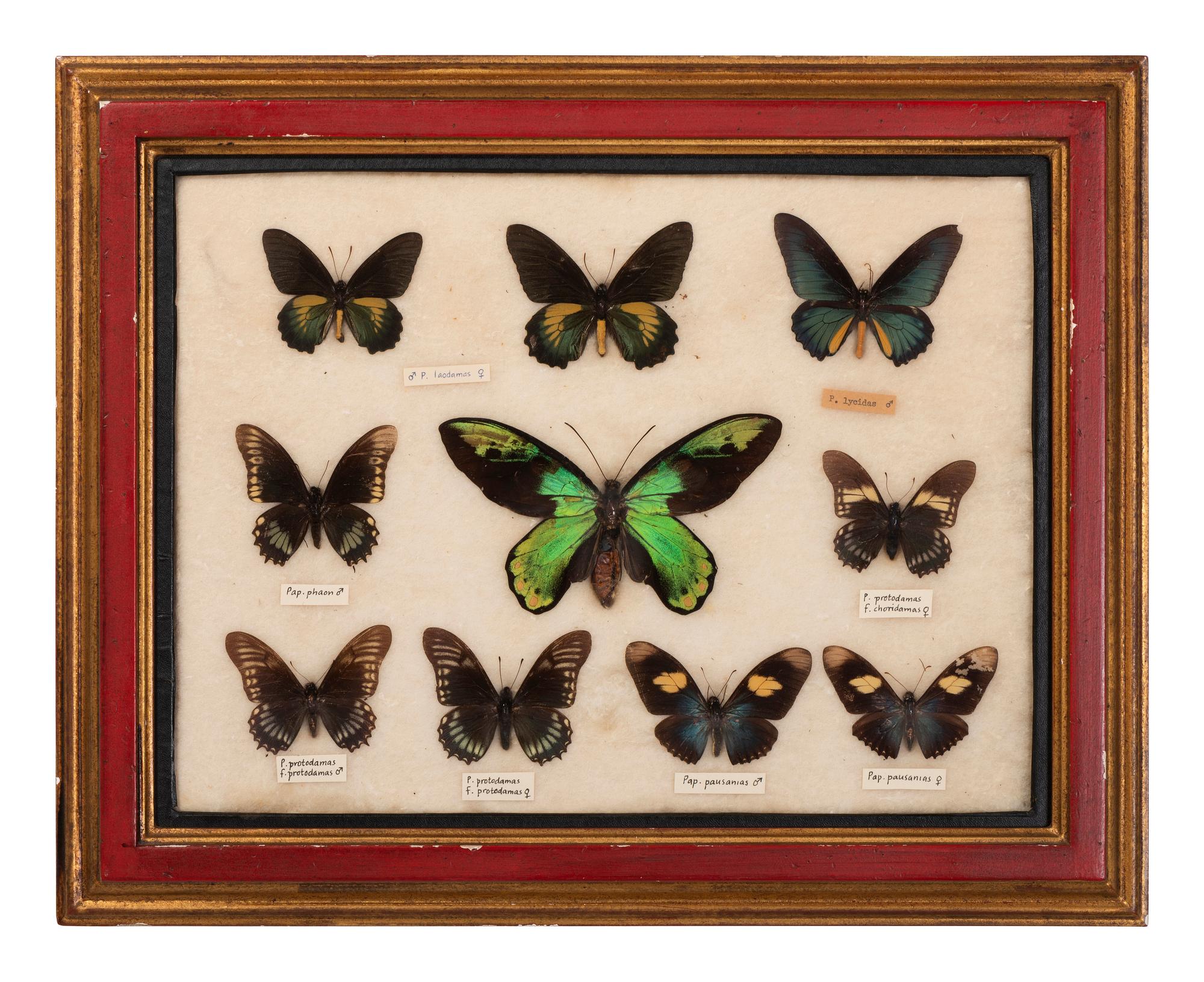 Three Framed Groups of Lepidopterological Specimens