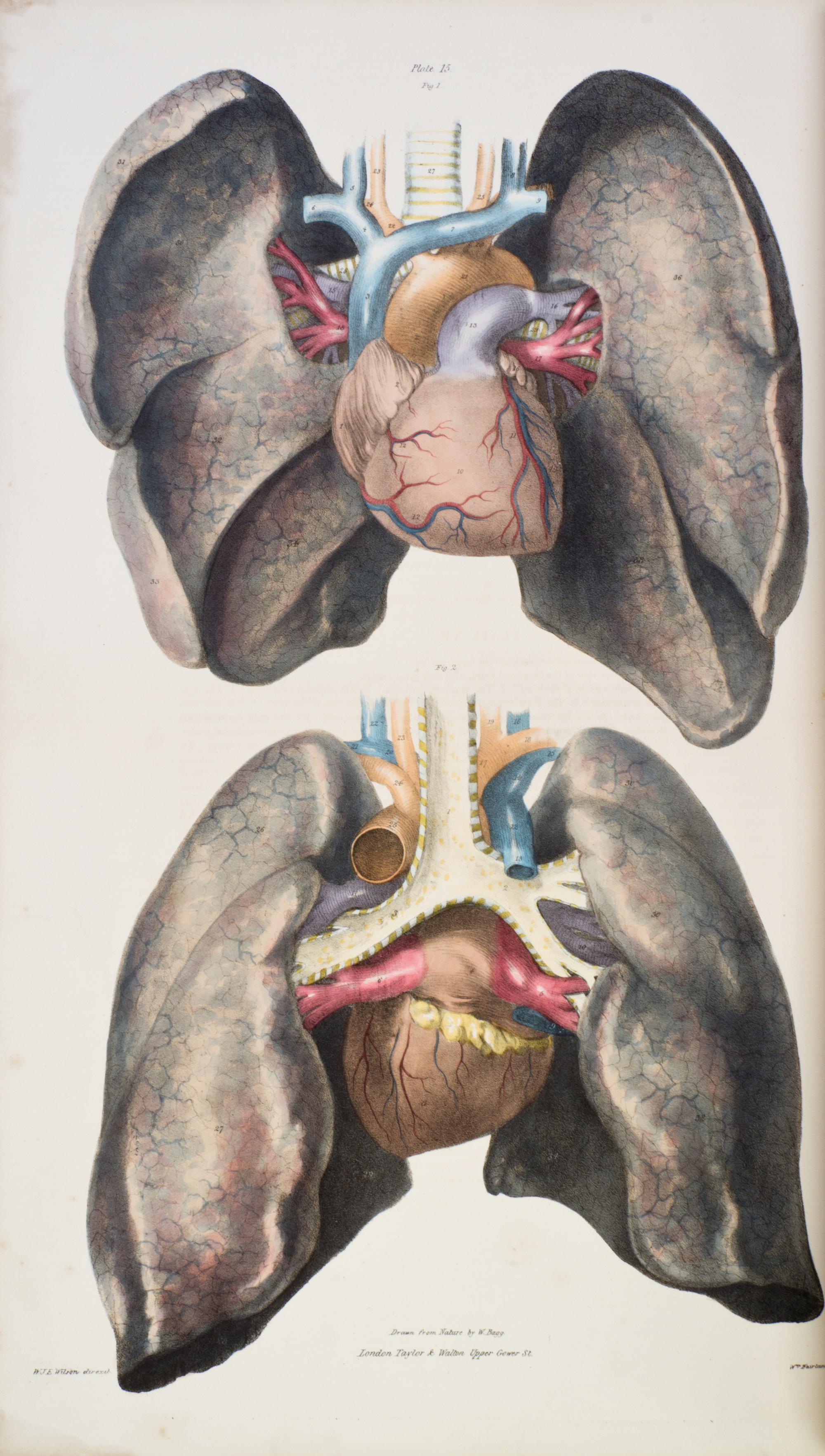 (ANATOMY) QUAIN, J. AND E. WILSON, eds. A Series of Anatomical Plates... London, 1836-1842. 3 (of 5) vols. in one. First editions.