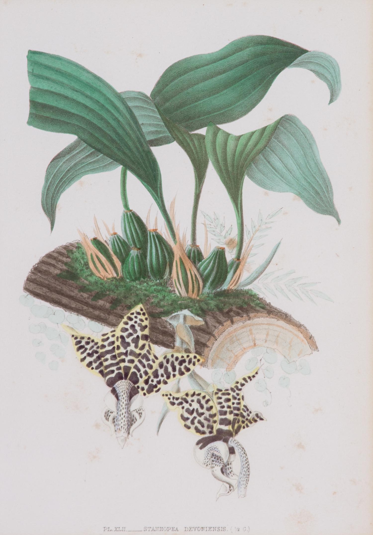 A Collection of Six Hand-Colored Botanical Prints Height of each plate 9 x width 7 inches. — 20TH CENTURY
