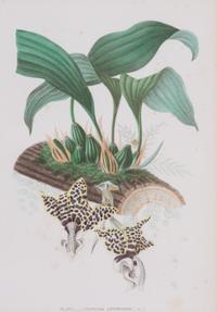 A Collection of Six Hand-Colored Botanical Prints Height of each plate 9 x width 7 inches. — 20TH CENTURY