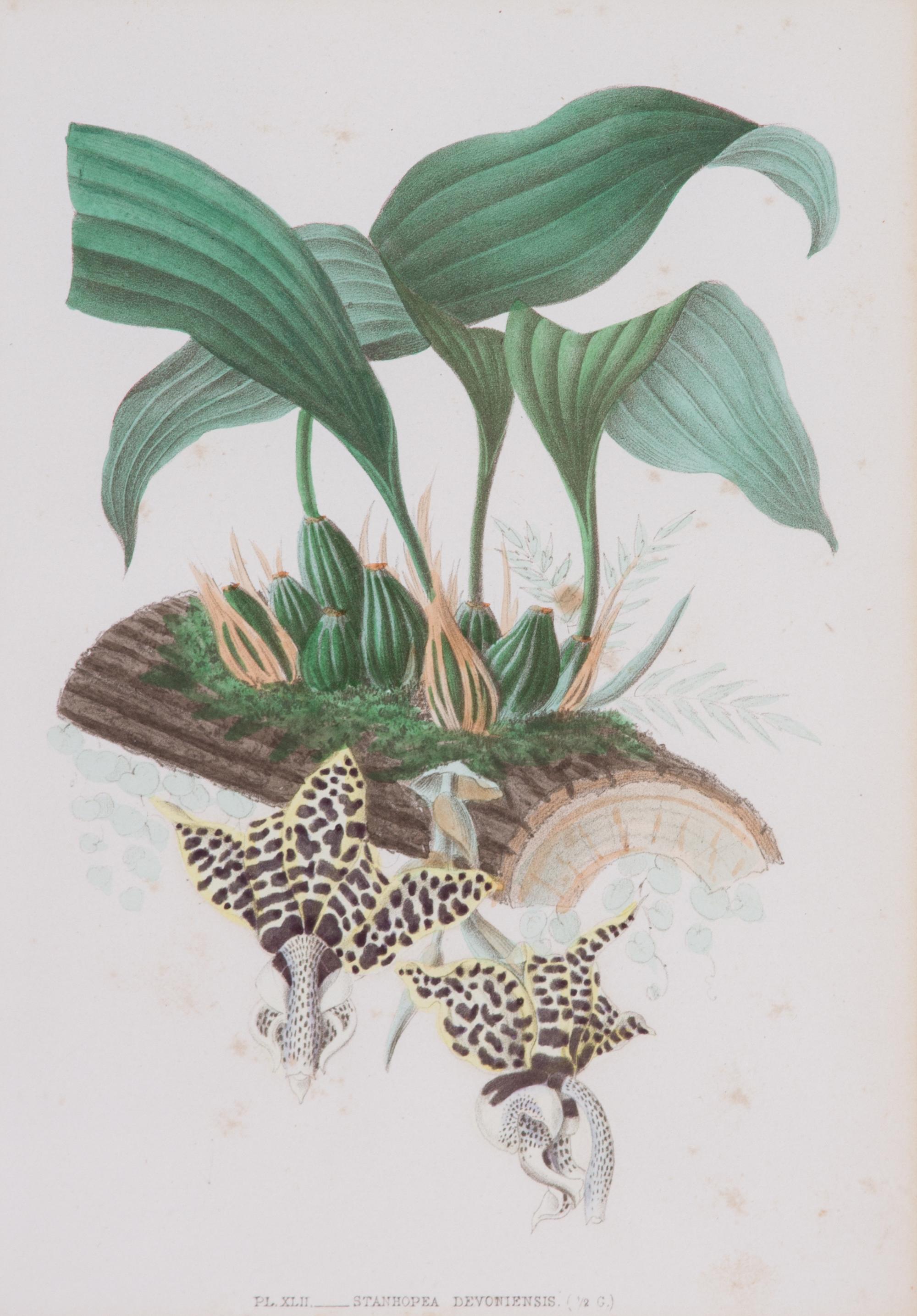 A Collection of Six Hand-Colored Botanical Prints Height of each plate 9 x width 7 inches. — 20TH CENTURY