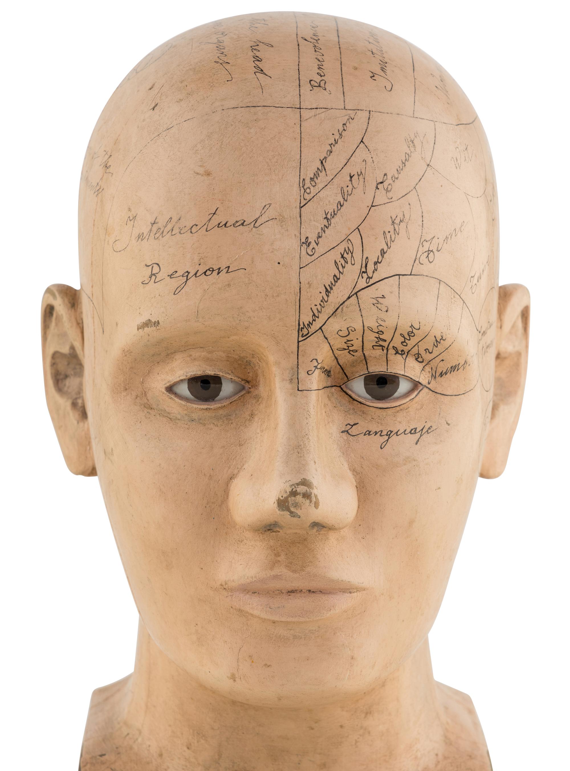 A Carved and Painted Wood Phrenology Head