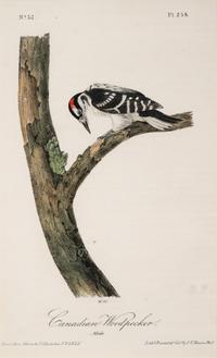 AUDUBON, John James (1785-1852) et al, after A group of 10 octavo-format prints, comprising: