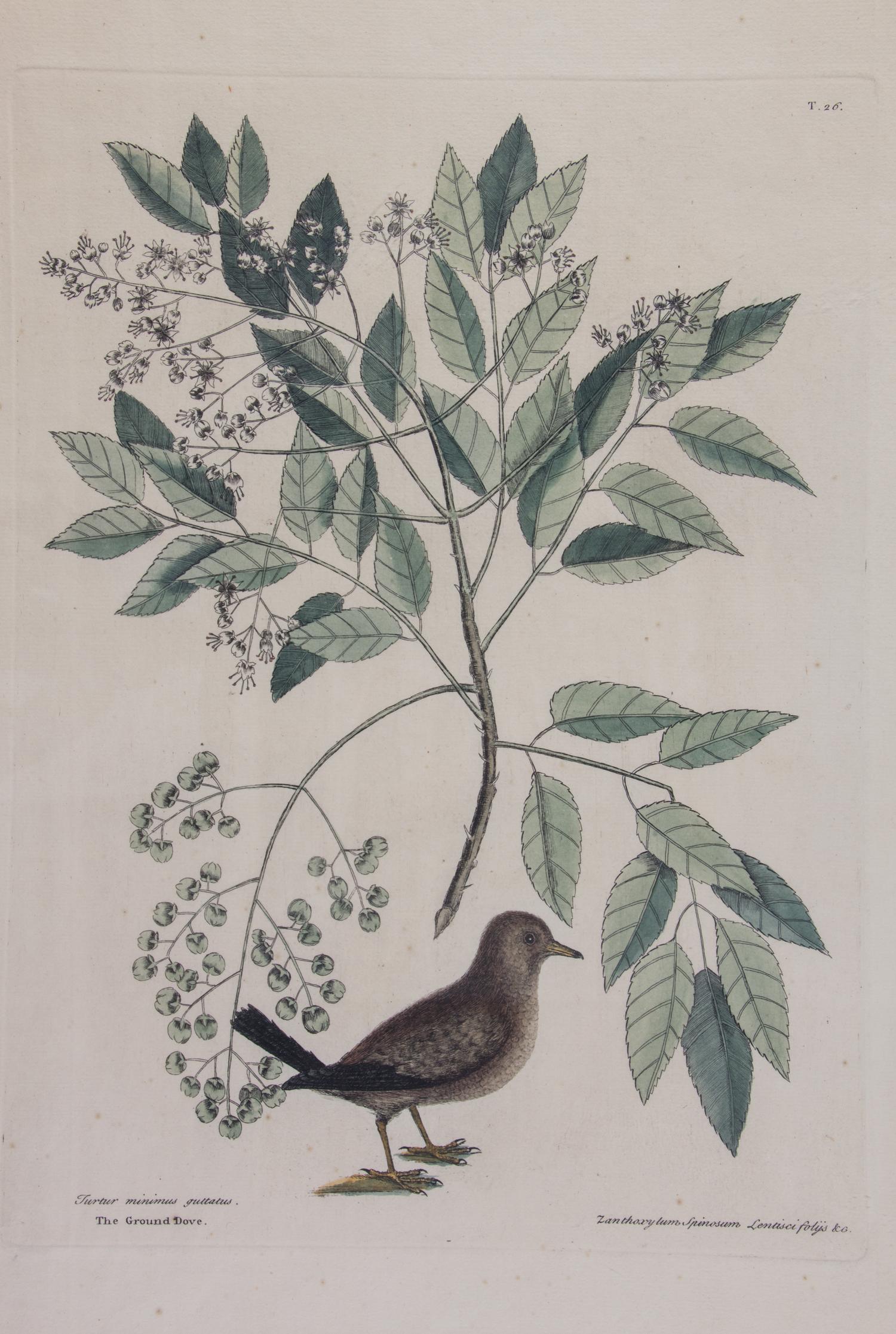 Mark Catesby, (English, 1683-1749), Four works: The Ground Dove, The Banana Sparrow, The Crested Flycatcher, and The Hummingbird, from