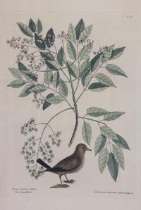 Mark Catesby, (English, 1683-1749), Four works: The Ground Dove, The Banana Sparrow, The Crested Flycatcher, and The Hummingbird, from