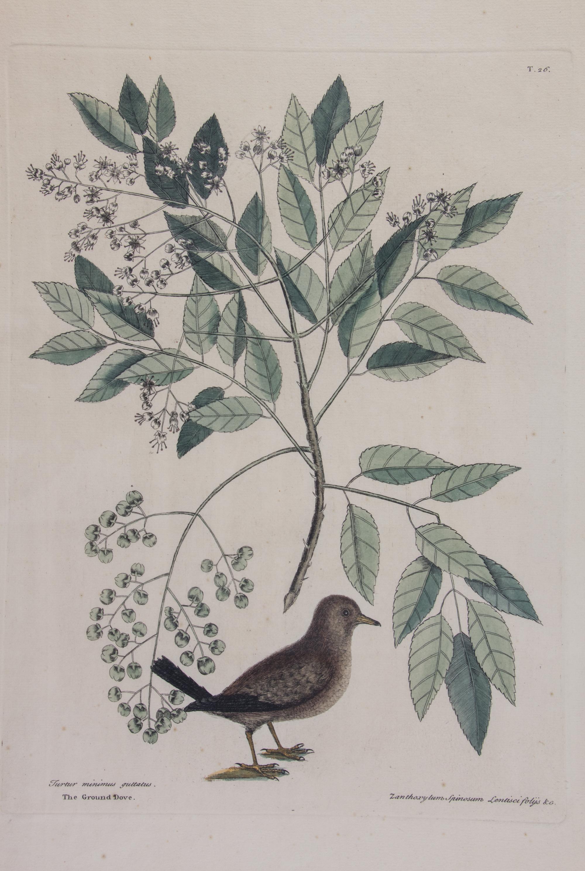 Mark Catesby, (English, 1683-1749), Four works: The Ground Dove, The Banana Sparrow, The Crested Flycatcher, and The Hummingbird, from