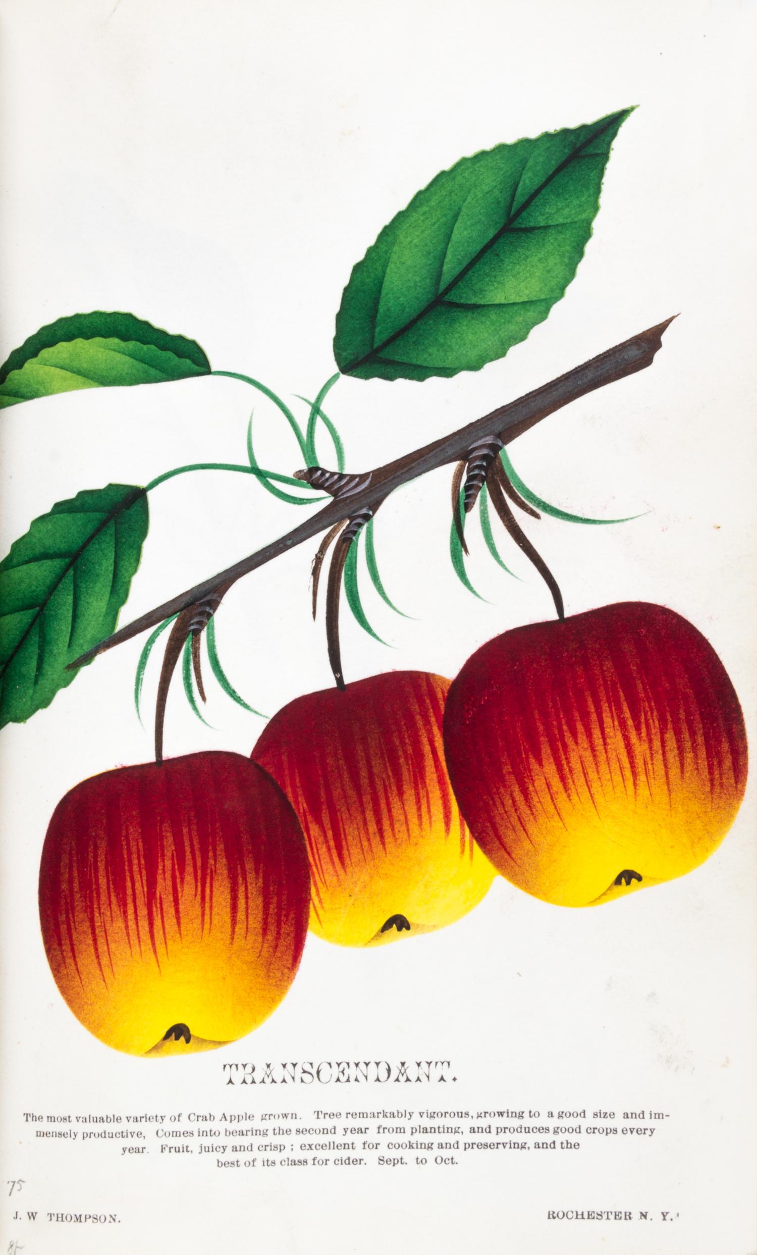 (BOTANY) Collection of 111 chromolithographs of fruit and flowers from [Nursery Specimens, c. 1880].