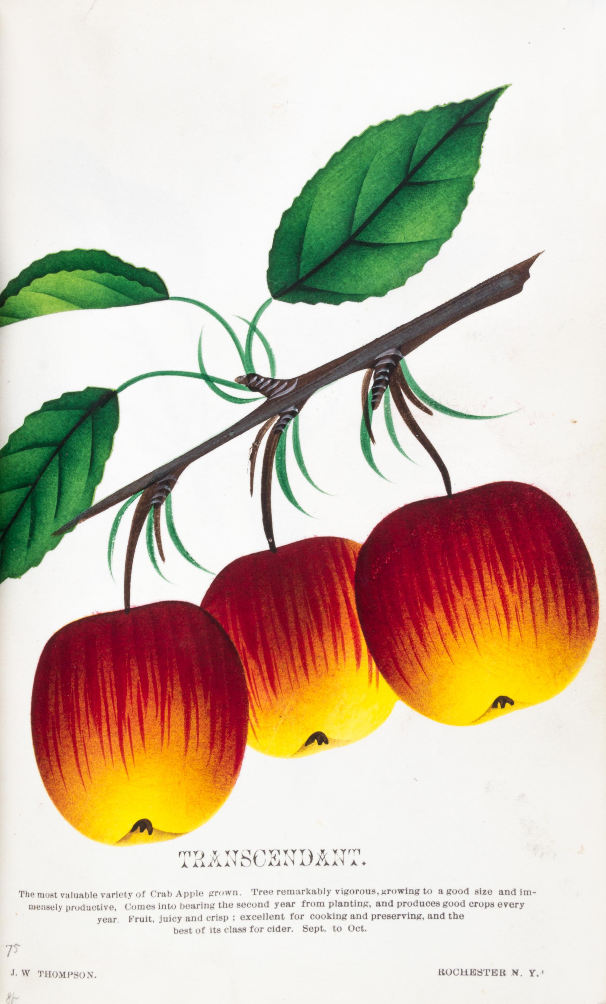 (BOTANY) Collection of 111 chromolithographs of fruit and flowers from [Nursery Specimens, c. 1880].