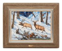 Bull Elks