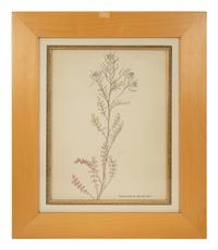 Eighteen Botanical Watercolors