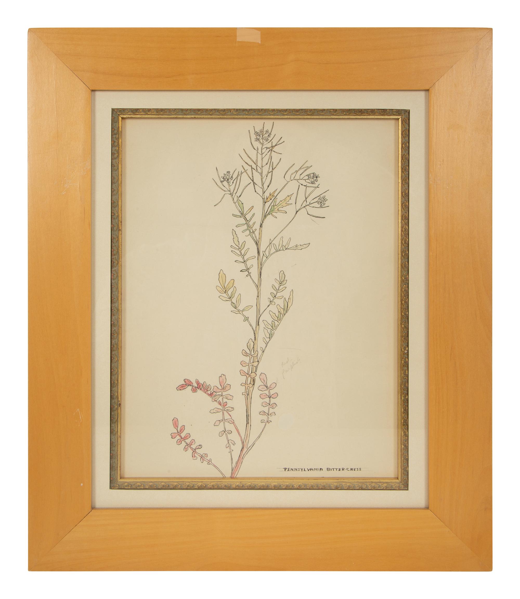 Eighteen Botanical Watercolors