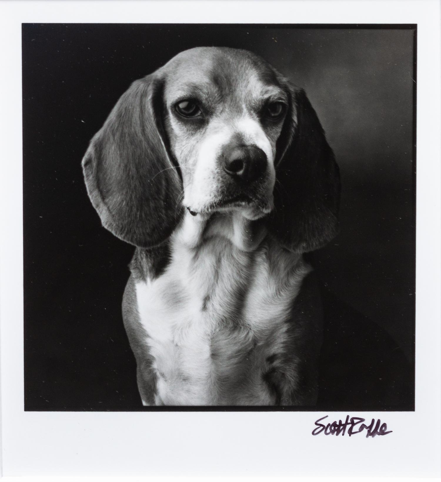 Four Works of Art depicting Beagles Largest: 21 x 15 3/4 inches.