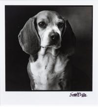 Four Works of Art depicting Beagles Largest: 21 x 15 3/4 inches.