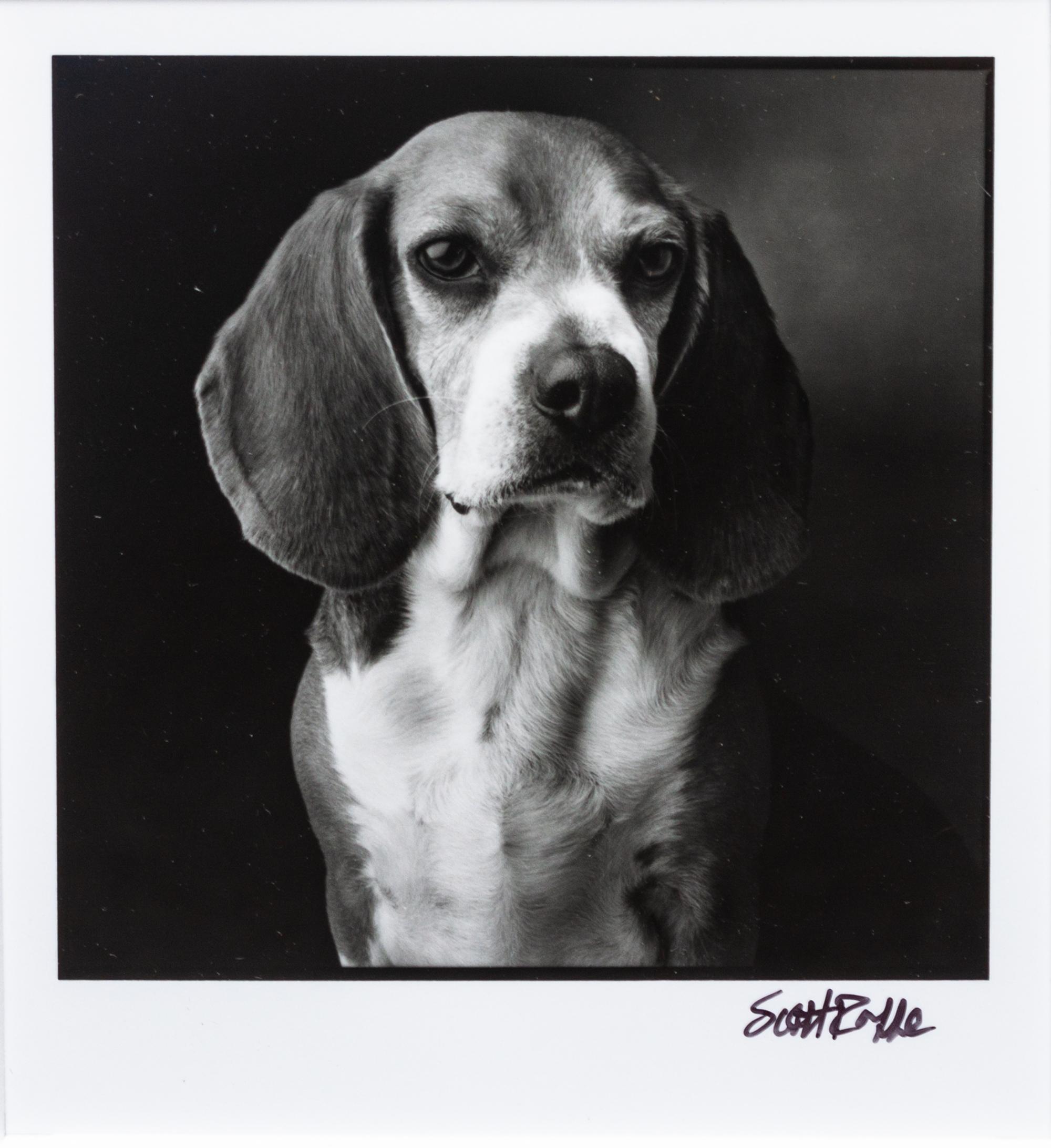 Four Works of Art depicting Beagles Largest: 21 x 15 3/4 inches.