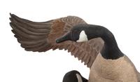Canada Geese , in the style of Floyd Scholtz