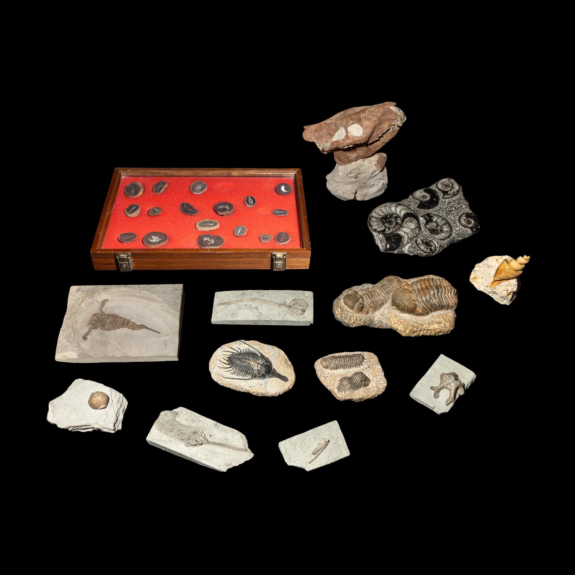 A Group of 13 Natural History Fossils