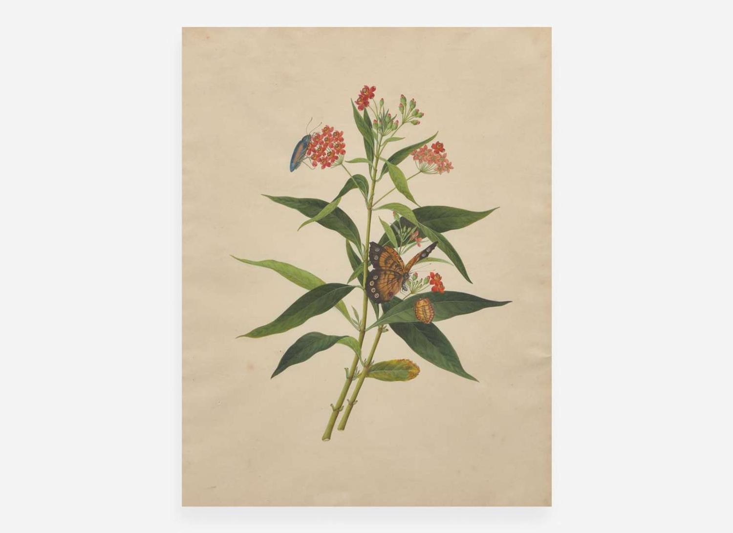 A group of four botanical watercolor drawings, 19th / 20th century