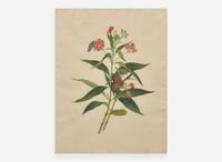 A group of four botanical watercolor drawings, 19th / 20th century