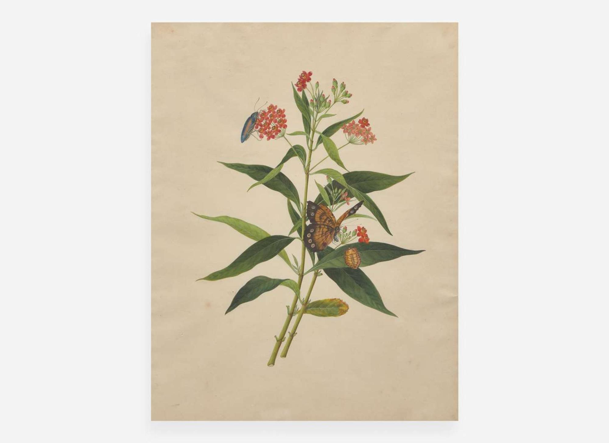 A group of four botanical watercolor drawings, 19th / 20th century