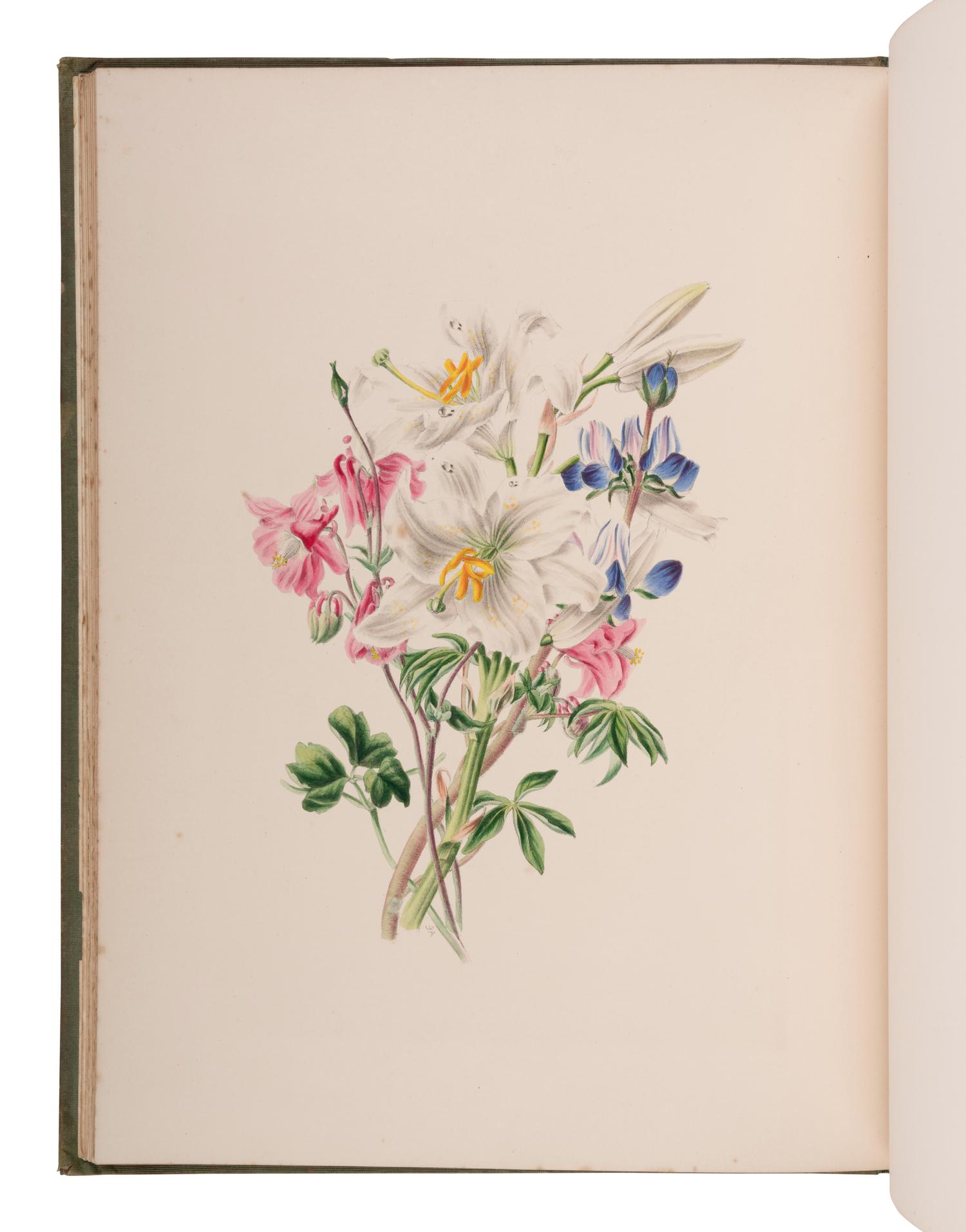 [NATURAL HISTORY]. ANDREWS, James and Louisa Anne TWAMLEY. Flora's Gems: or, The Treasures of the Parterre . London: Charles Tilt, n.d. [before 1837].
