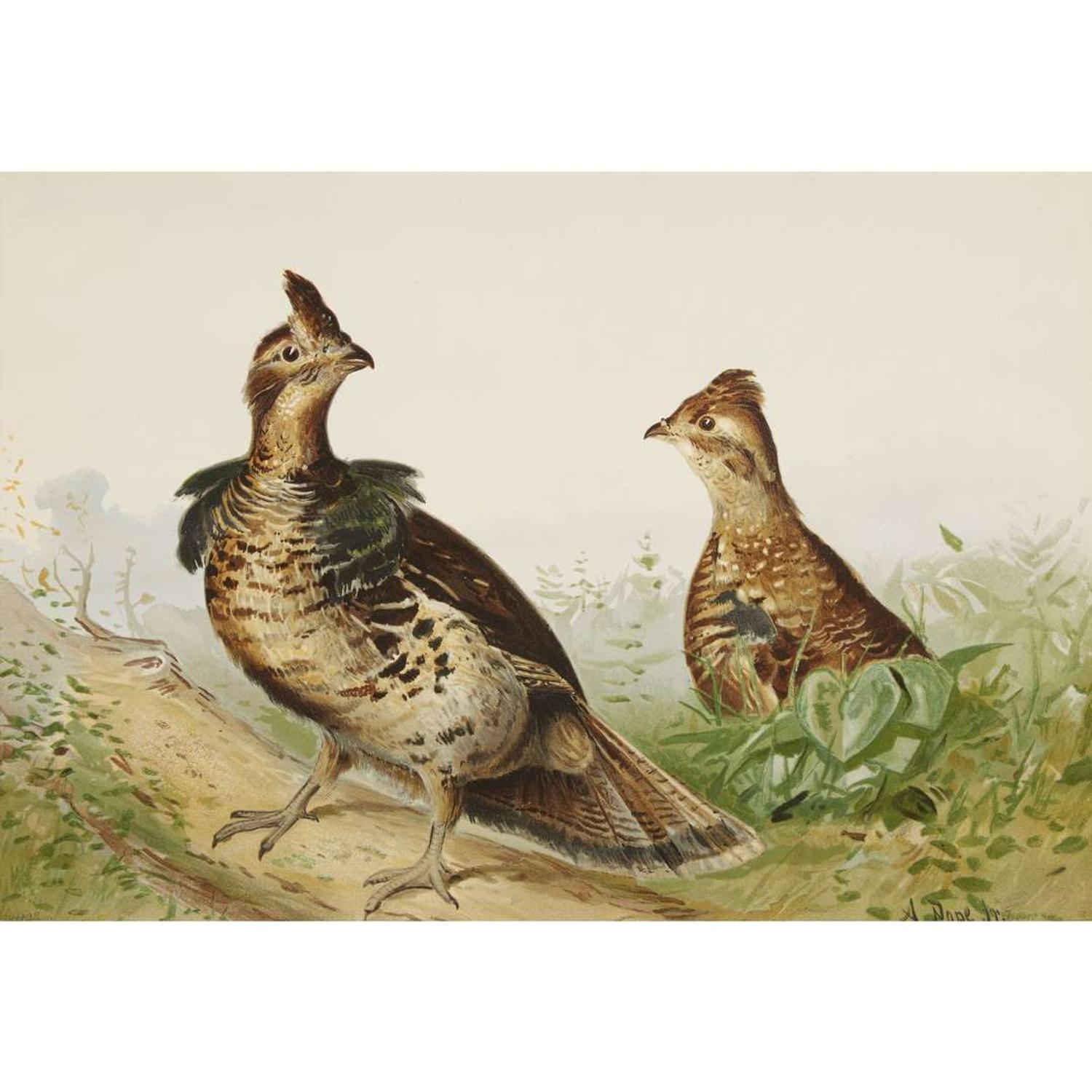ALEXANDER POPE JUNIOR (AMERICAN 1849-1924) "BLACK DUCK" FROM UPLAND GAME BIRDS AND WATERFOWL OF THE UNITED STATES