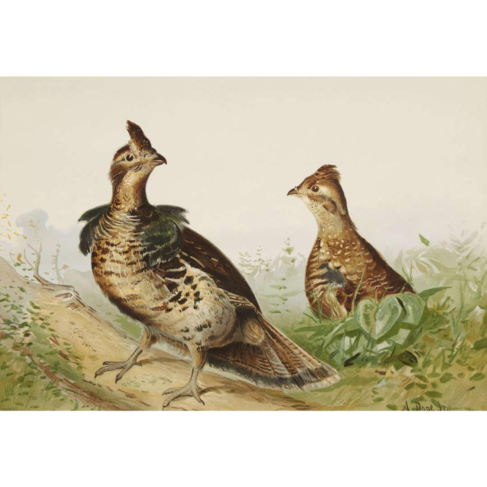 ALEXANDER POPE JUNIOR (AMERICAN 1849-1924) "BLACK DUCK" FROM UPLAND GAME BIRDS AND WATERFOWL OF THE UNITED STATES