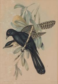 Four Hand-Colored Framed Ornithological Engravings Framed size 27 1/2 x 21 1/2 inches. — 19TH CENTURY