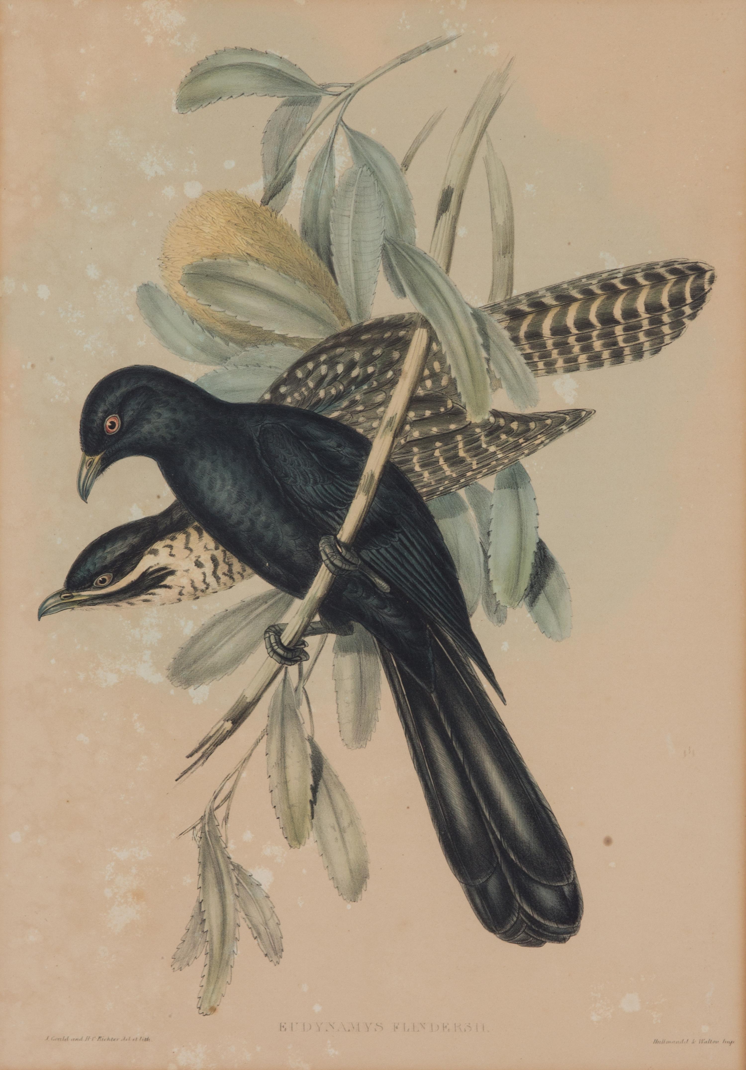 Four Hand-Colored Framed Ornithological Engravings Framed size 27 1/2 x 21 1/2 inches. — 19TH CENTURY