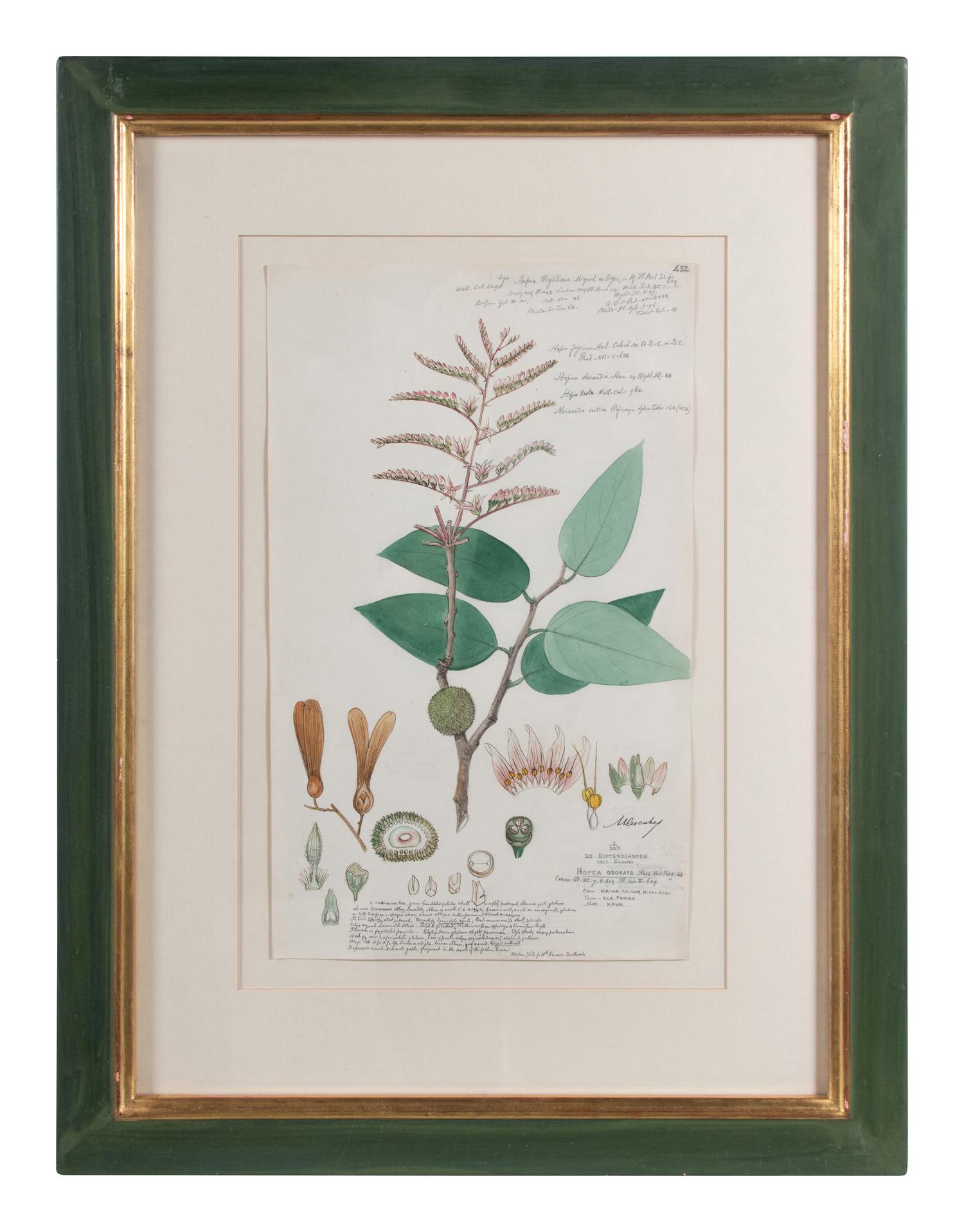 Four Botanical Watercolors