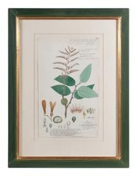 Four Botanical Watercolors