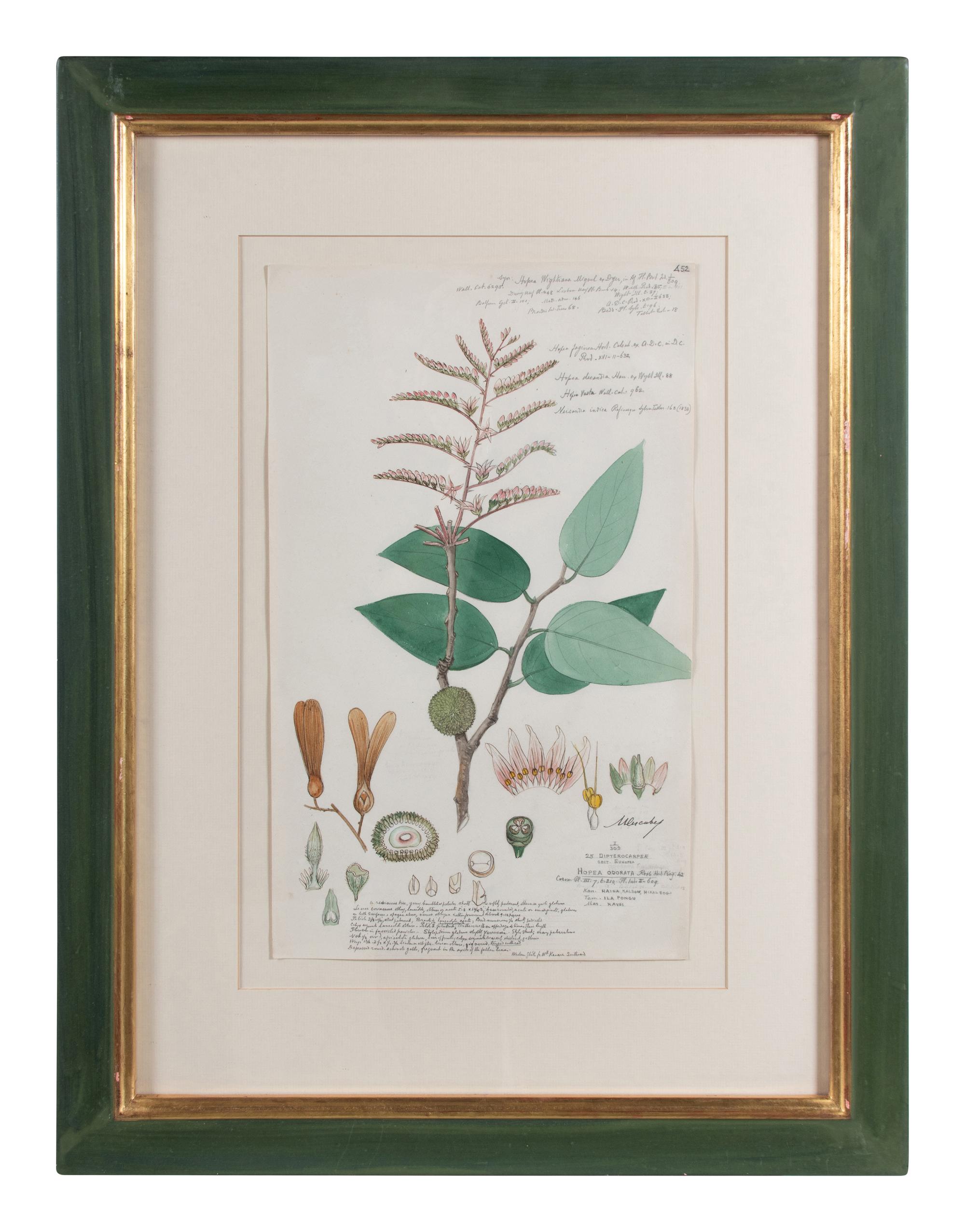 Four Botanical Watercolors