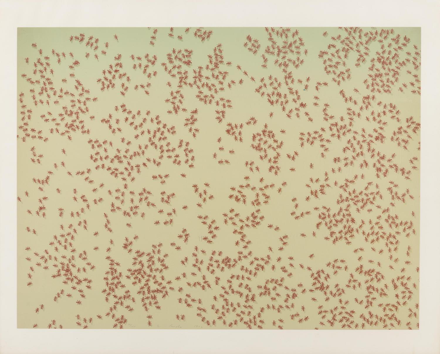 Red Ants (from Insects Portfolio )