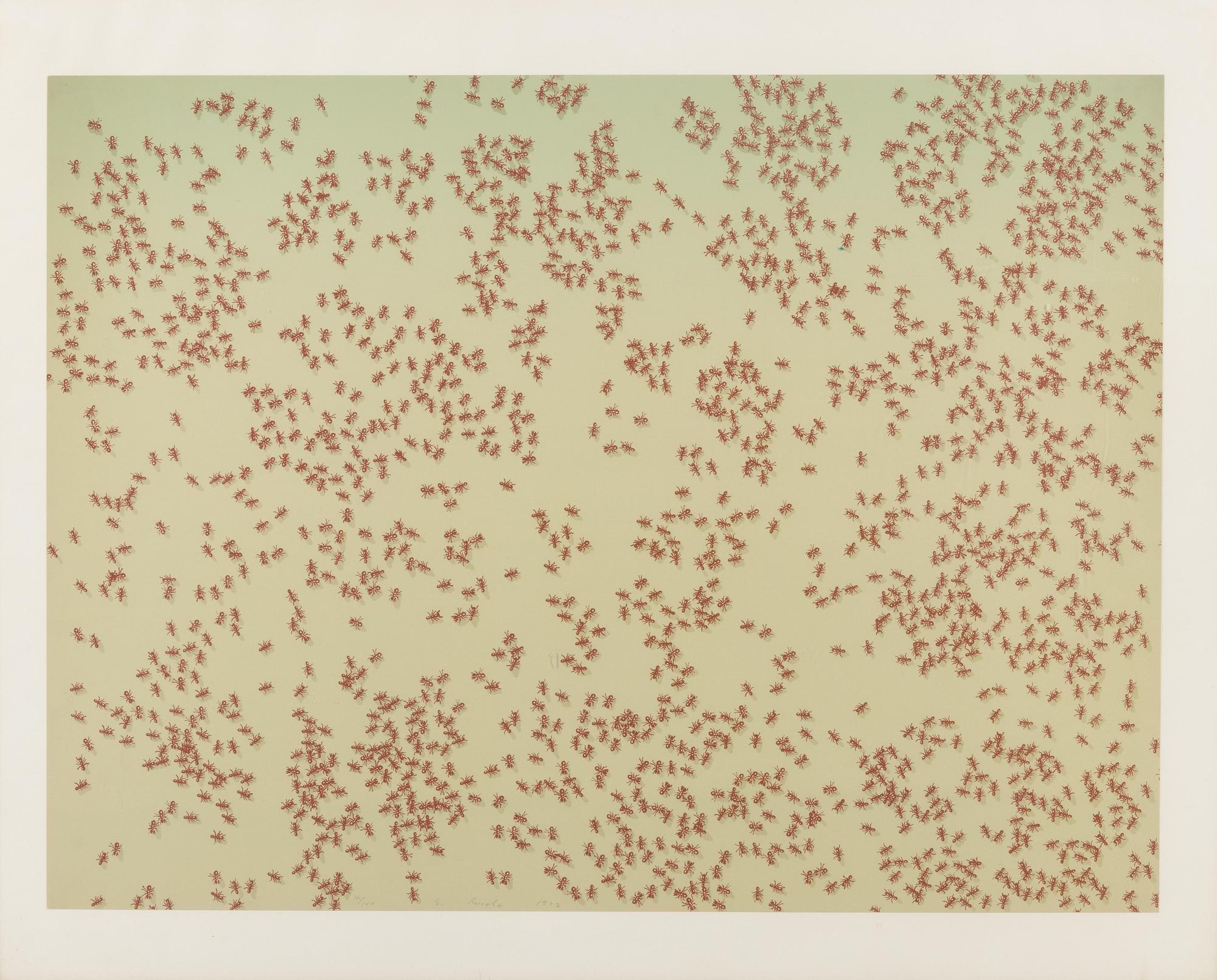Red Ants (from Insects Portfolio )
