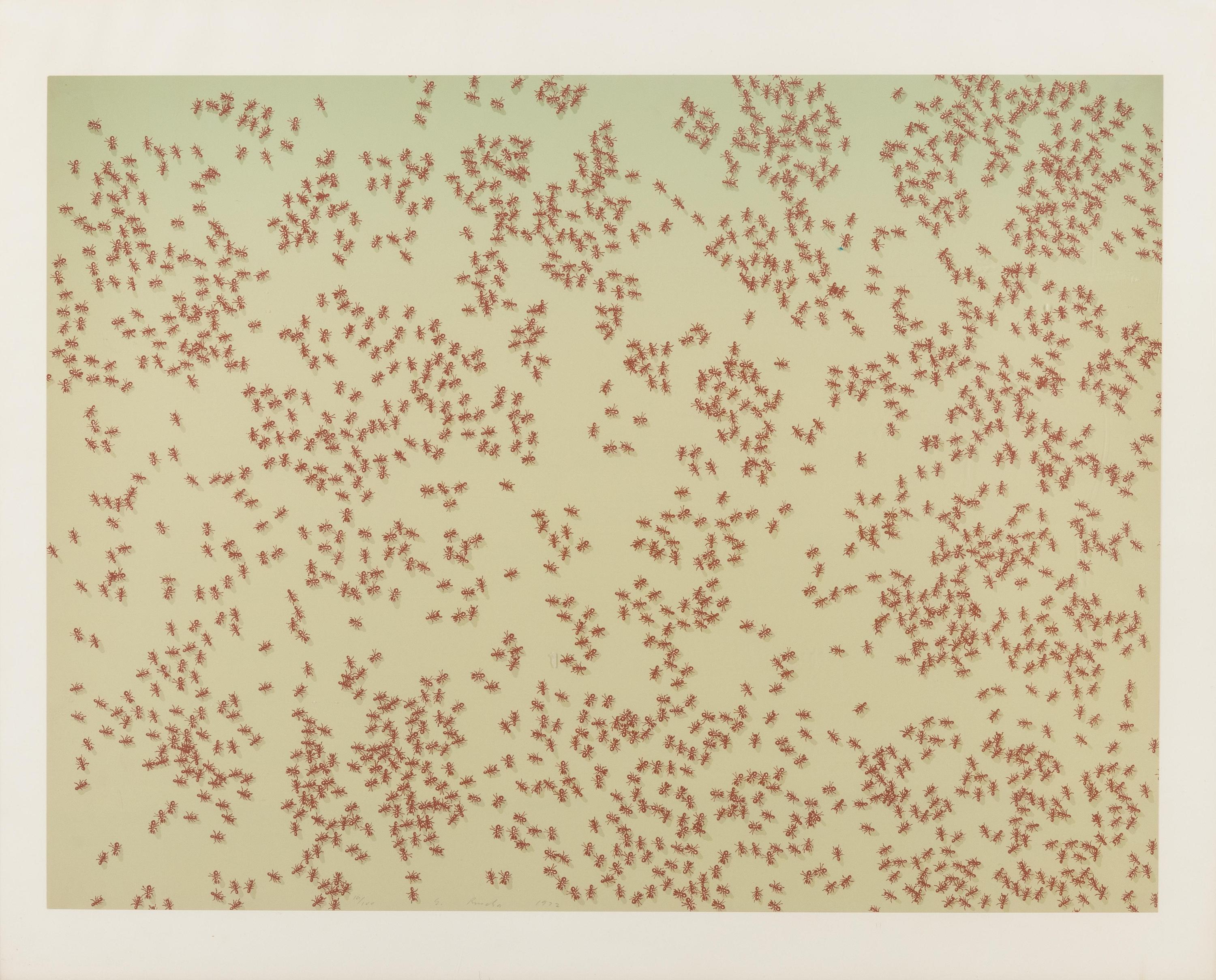 Red Ants (from Insects Portfolio )