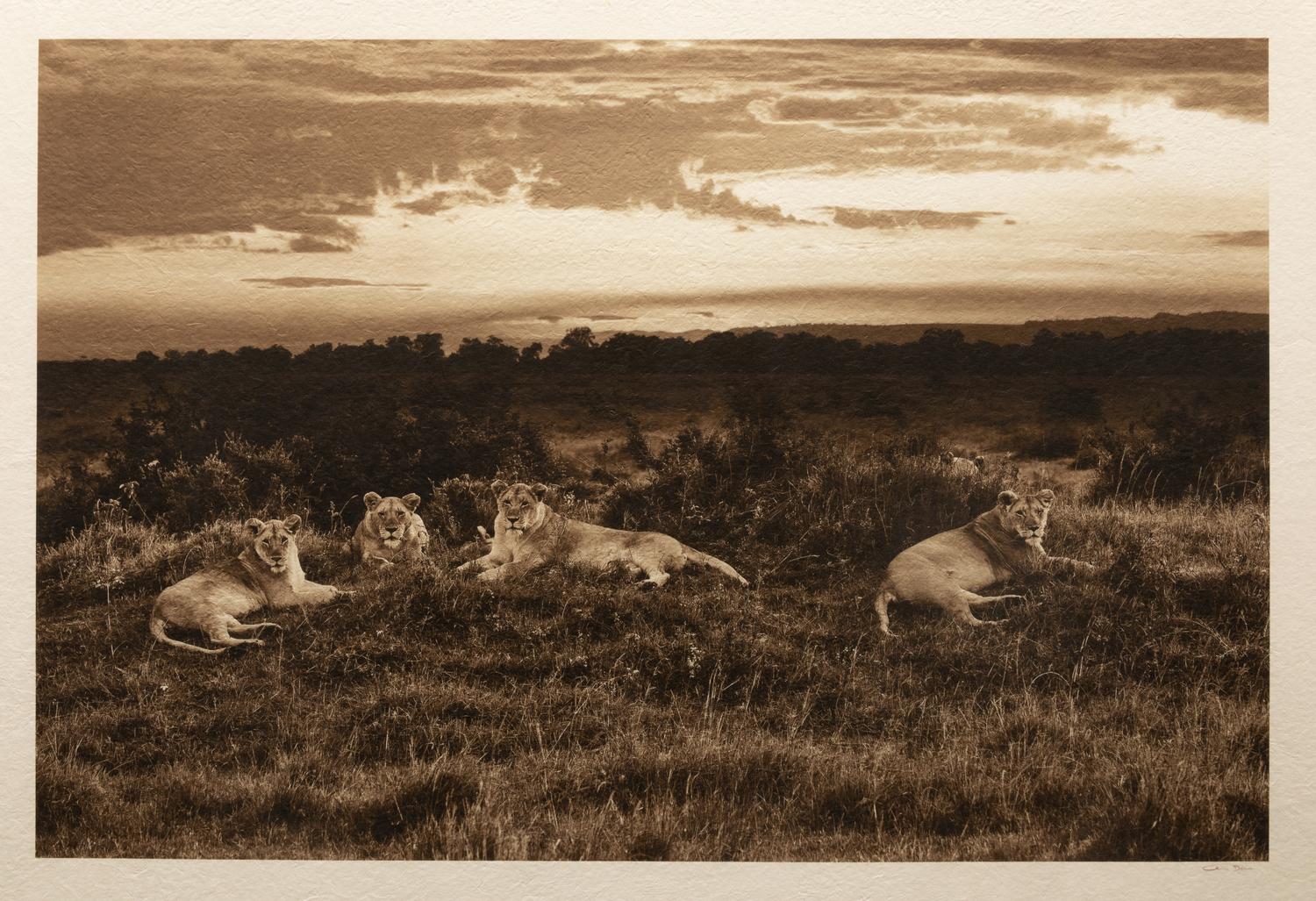 Lions at Sunset