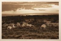 Lions at Sunset