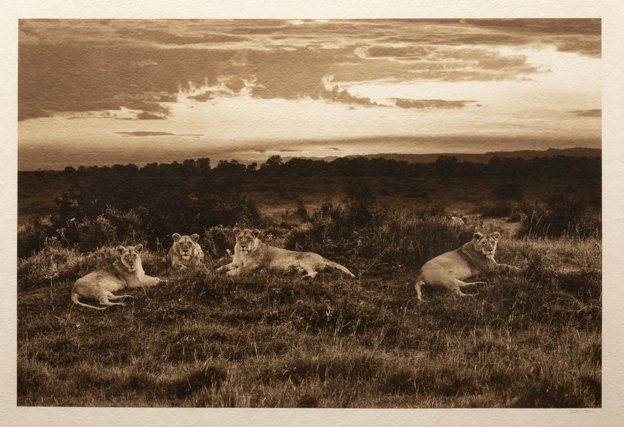 Lions at Sunset