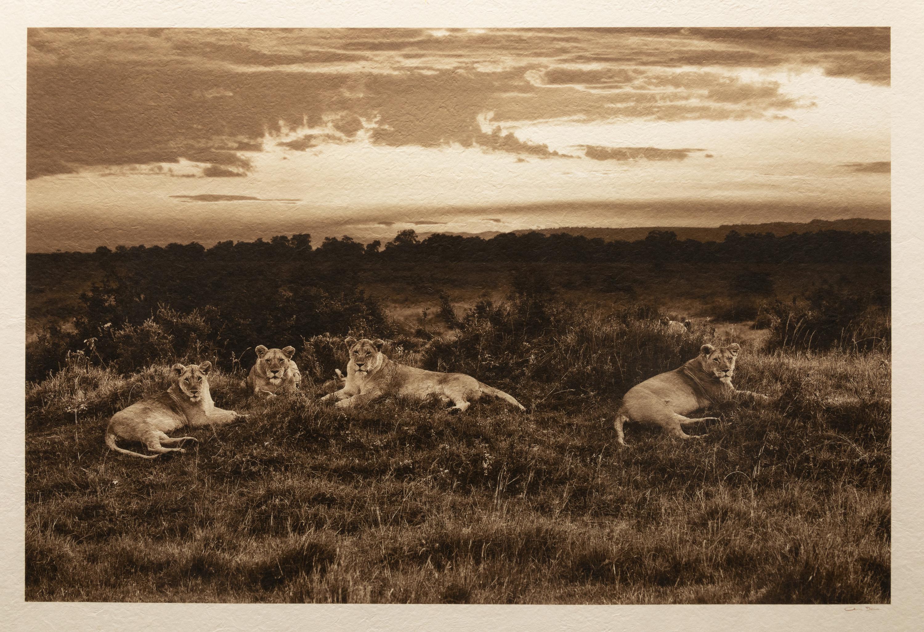 Lions at Sunset