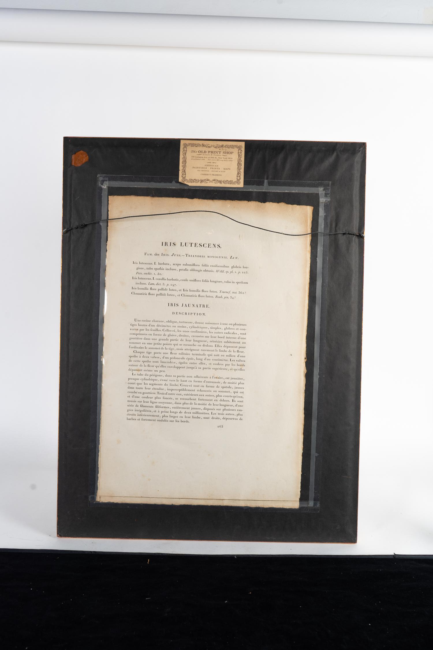 Six Colored Botanical Engravings