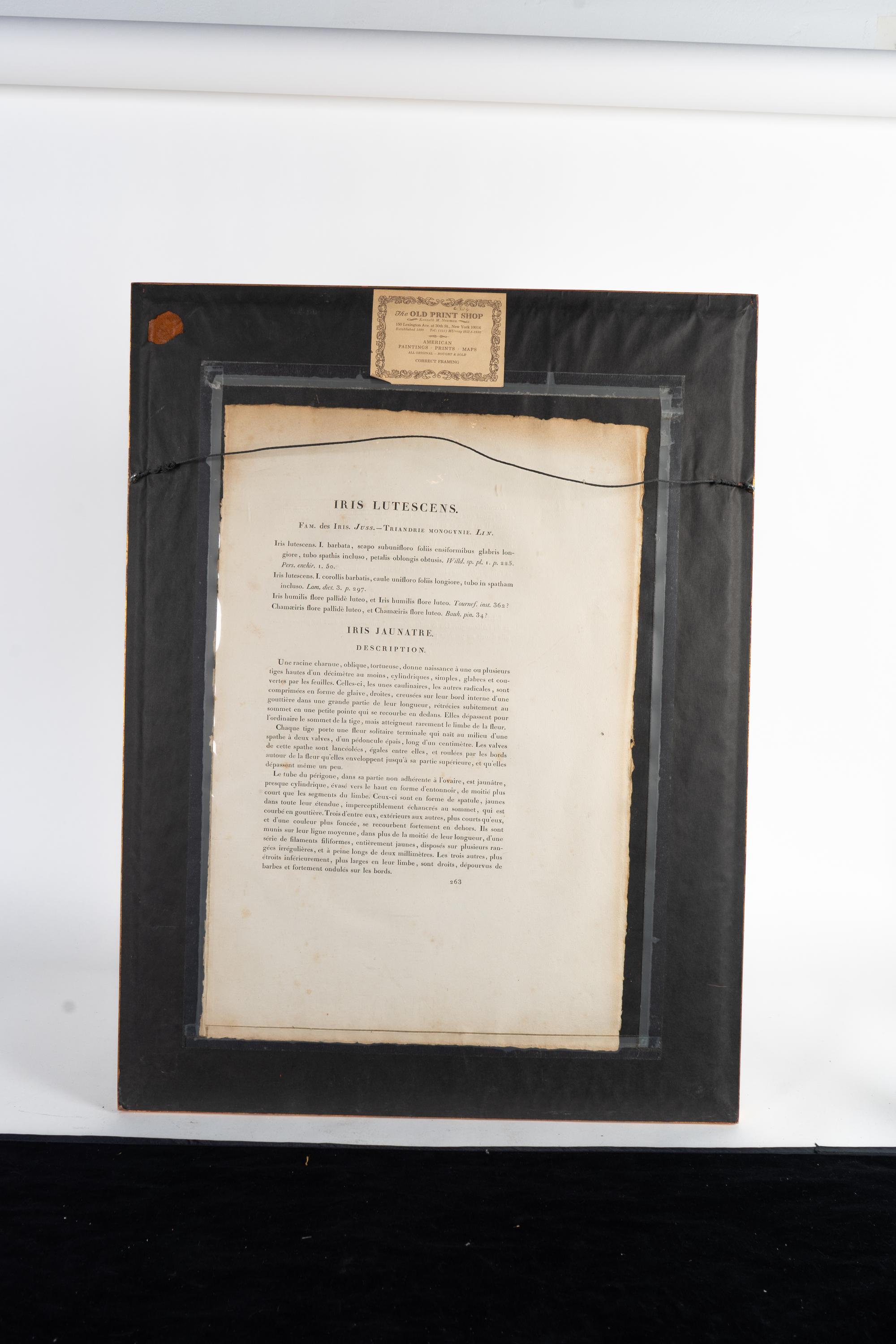 Six Colored Botanical Engravings
