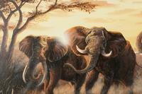 Last Night on the Okavango