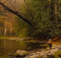 Woodland Stream