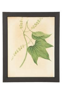 A Set of Eighteen Framed English Botanical Watercolor Illustrations
